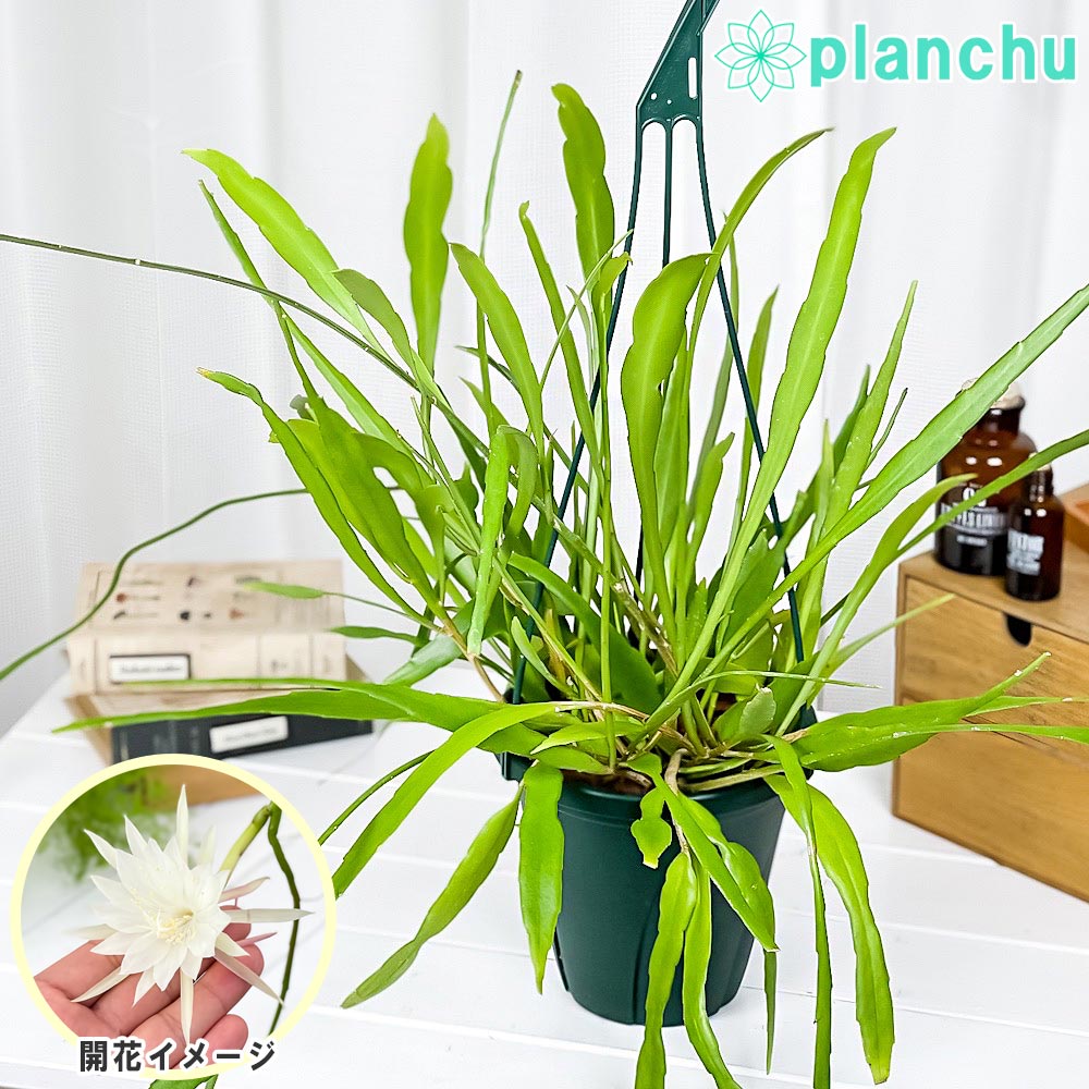 PLANCHU 観葉植物 プセウドリプサリス グリーンタイプ 6号吊り鉢 育て方説明書付き Pseudorhipsalis sp. 森林性サボテン