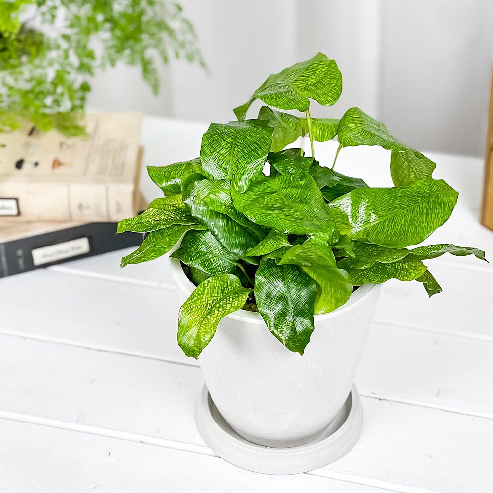 PLANCHU 観葉植物 カラテア ムサイカ 5号樹脂鉢 ホワイト サスティー付き 受け皿付き 育て方説明書付き Calathea musaica モザイク