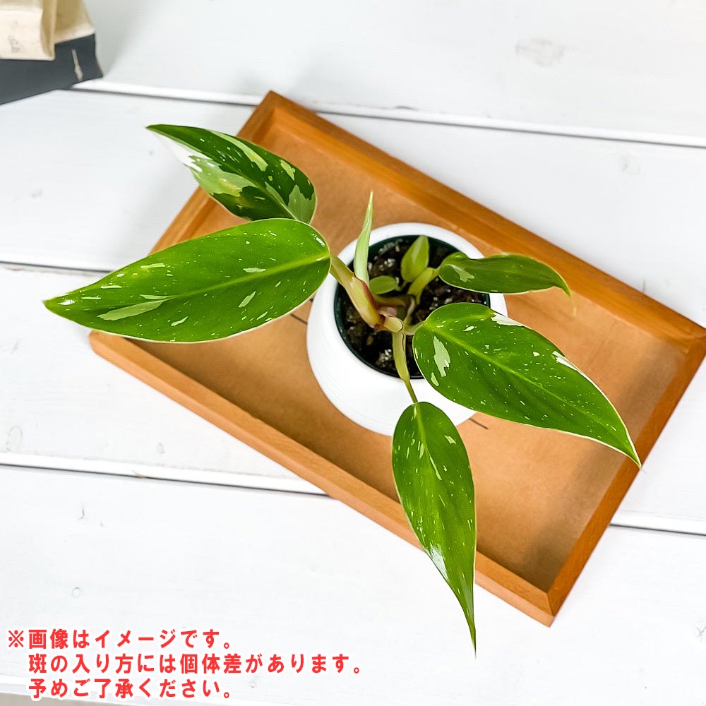 PLANCHU 観葉植物 フィロデンドロン ホワイトプリンセス 3号丸鉢 受け皿付き 育て方説明書付き Philodendron ‘White Princess’ アロイド