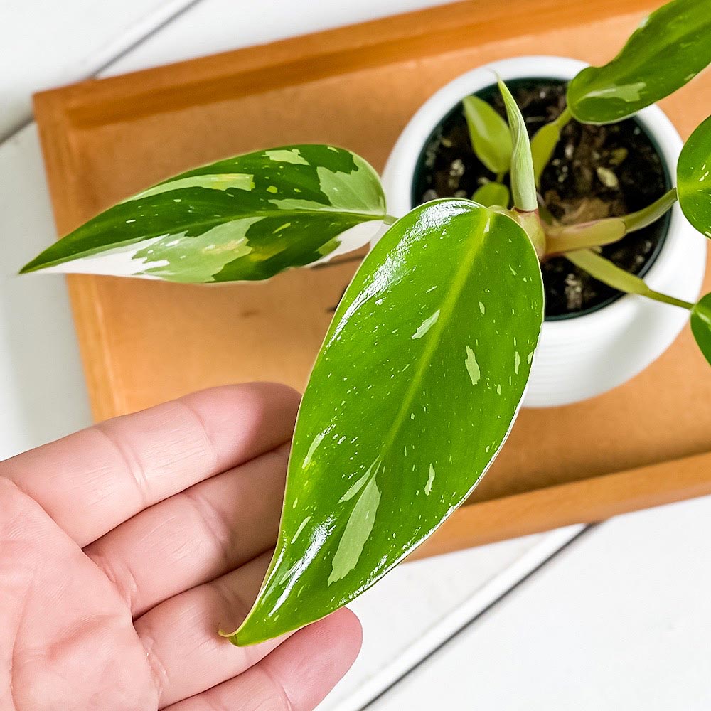 PLANCHU 観葉植物 フィロデンドロン ホワイトプリンセス 3号丸鉢 受け皿付き 育て方説明書付き Philodendron ‘White Princess’ アロイド