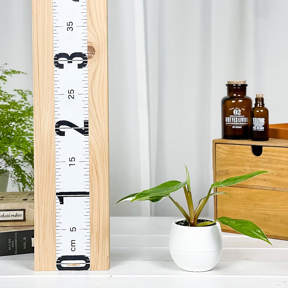PLANCHU 観葉植物 フィロデンドロン ホワイトプリンセス 3号丸鉢 受け皿付き 育て方説明書付き Philodendron ‘White Princess’ アロイド