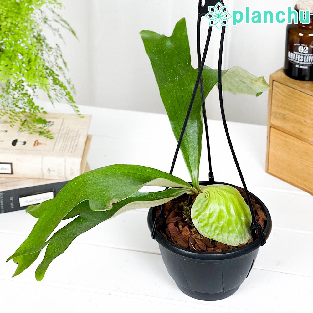 PLANCHU 観葉植物 プラティケリウム ホーンズサプライズ 5号吊り鉢 PLANCHU 観葉植物 プラティケリウム ホーンズサプライズ 5号吊り鉢