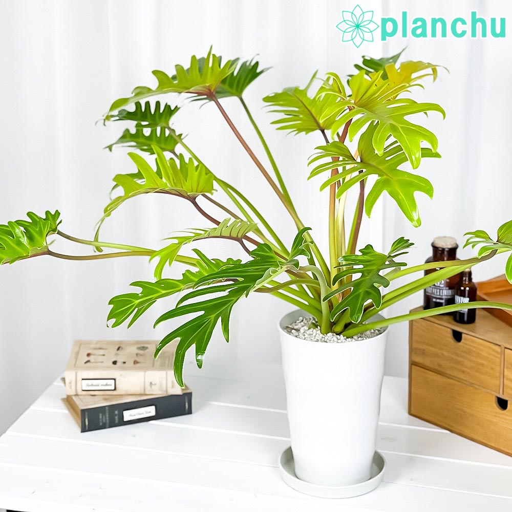 PLANCHU 観葉植物 フィロデンドロン ザナドゥ ライム 6号鉢 受け皿付き 育て方説明書付き Philodendron xanadu cv. クッカバラ アロイド