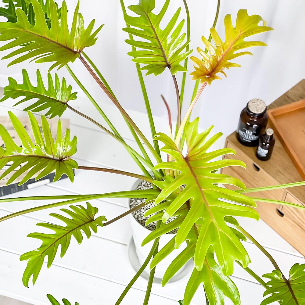 PLANCHU 観葉植物 フィロデンドロン ザナドゥ ライム 6号鉢 受け皿付き 育て方説明書付き Philodendron xanadu cv. クッカバラ アロイド