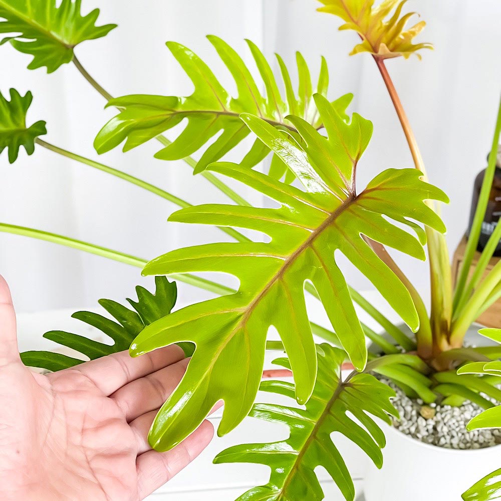PLANCHU 観葉植物 フィロデンドロン ザナドゥ ライム 6号鉢 受け皿付き 育て方説明書付き Philodendron xanadu cv. クッカバラ アロイド