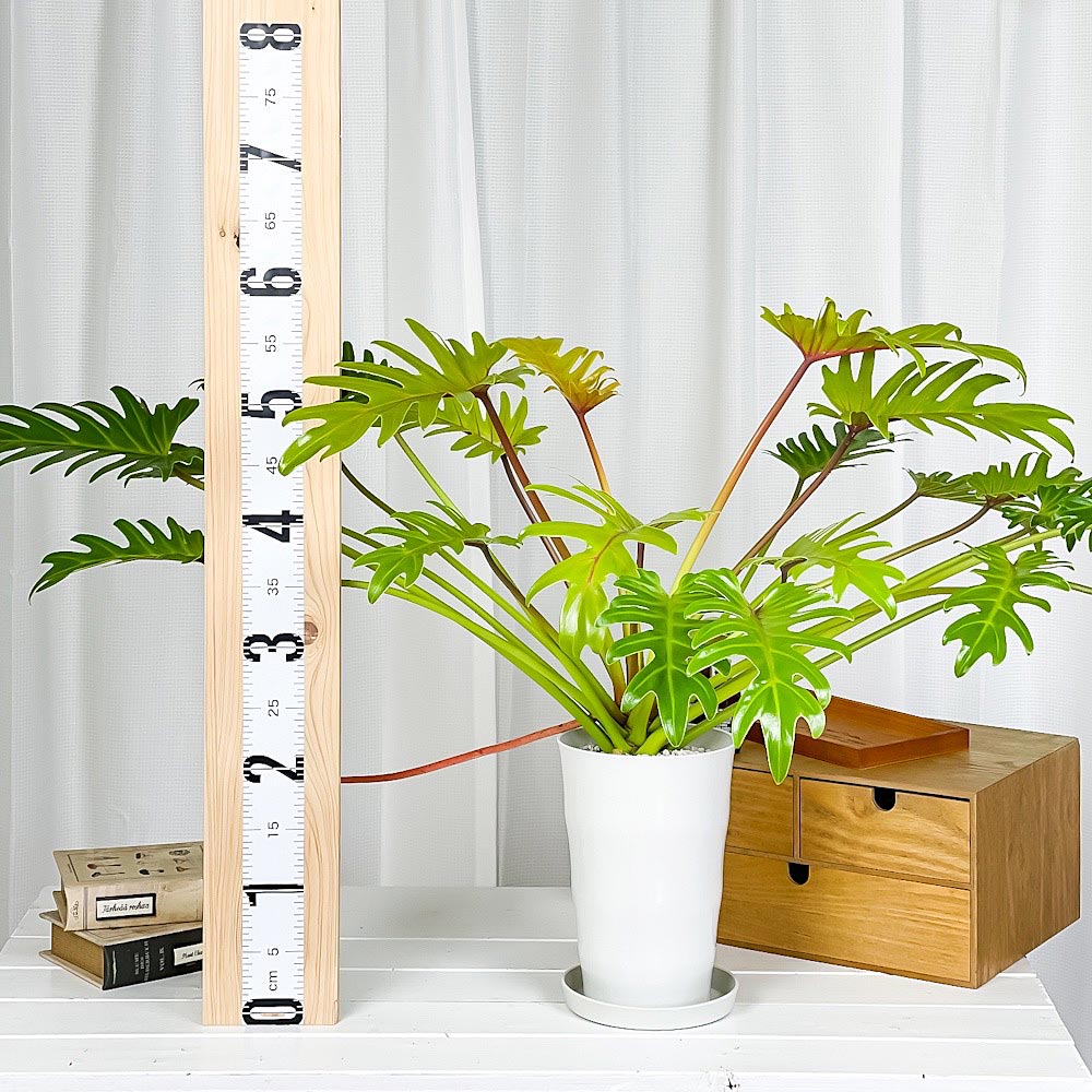 PLANCHU 観葉植物 フィロデンドロン ザナドゥ ライム 6号鉢 受け皿付き 育て方説明書付き Philodendron xanadu cv. クッカバラ アロイド