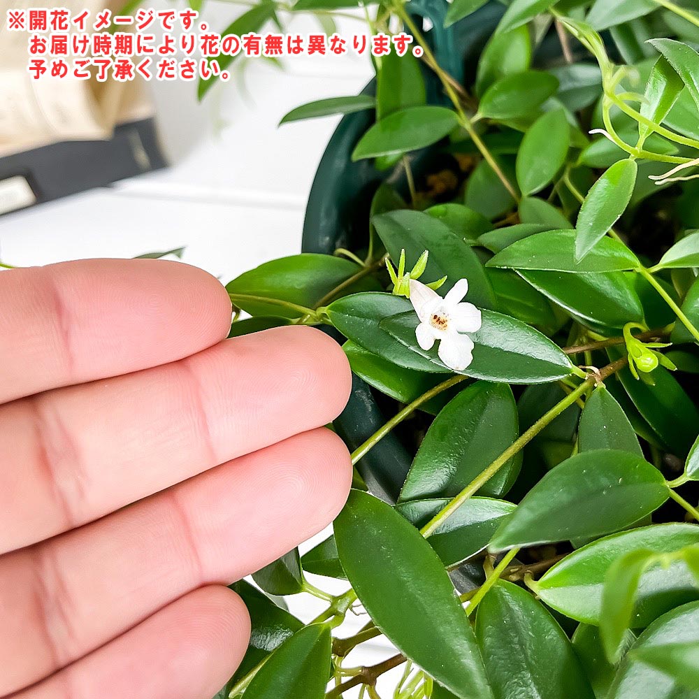 PLANCHU 観葉植物 コドナンテ クラシフォリア 6号吊り鉢 育て方説明書付き Codonanthe crassifolia エスキナンサス