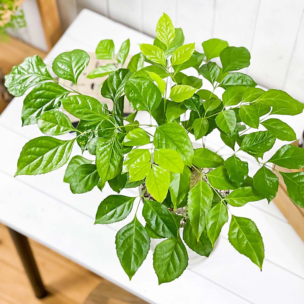 PLANCHU 観葉植物 ヘテロパナックス フラグランス 6号鉢 受け皿付き 育て方説明書付き Heteropanax fragrans