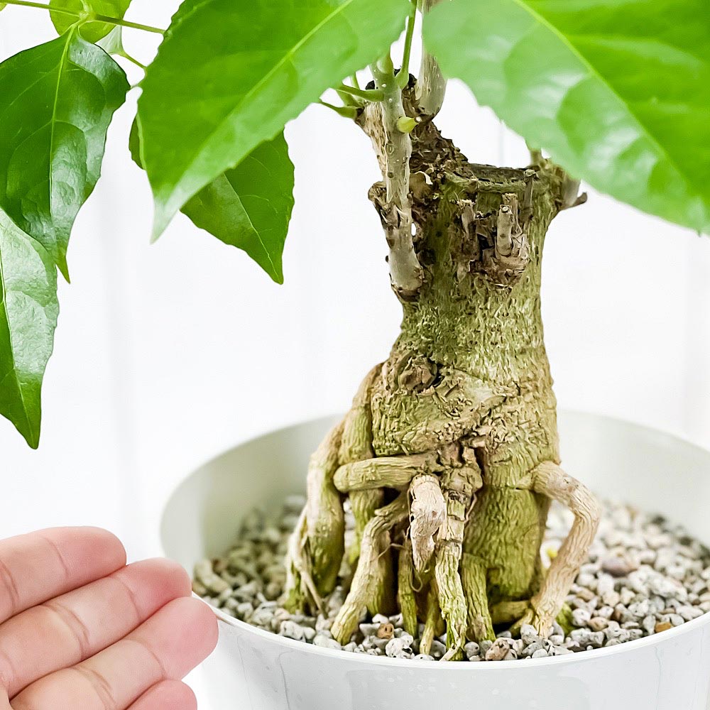 PLANCHU 観葉植物 ヘテロパナックス フラグランス 6号鉢 受け皿付き 育て方説明書付き Heteropanax fragrans