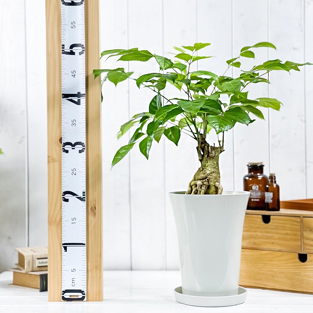 PLANCHU 観葉植物 ヘテロパナックス フラグランス 6号鉢 受け皿付き 育て方説明書付き Heteropanax fragrans