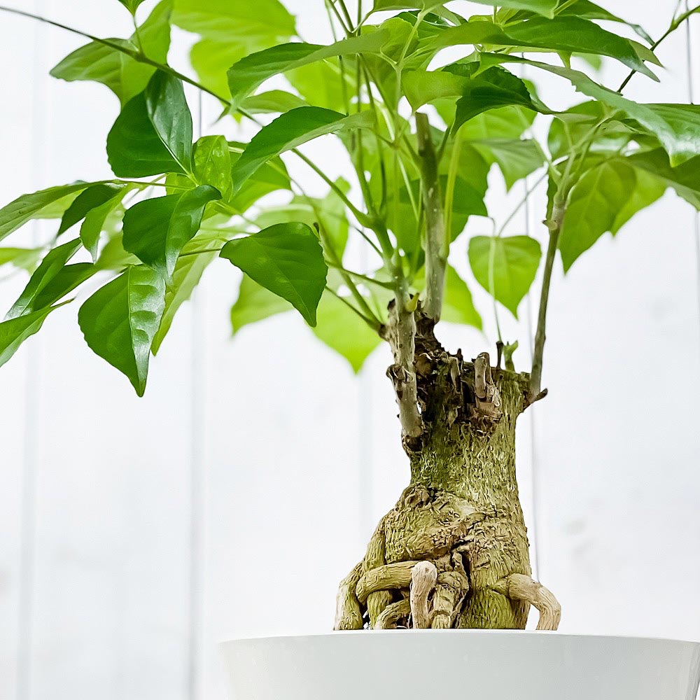 PLANCHU 観葉植物 ヘテロパナックス フラグランス 6号鉢 受け皿付き 育て方説明書付き Heteropanax fragrans