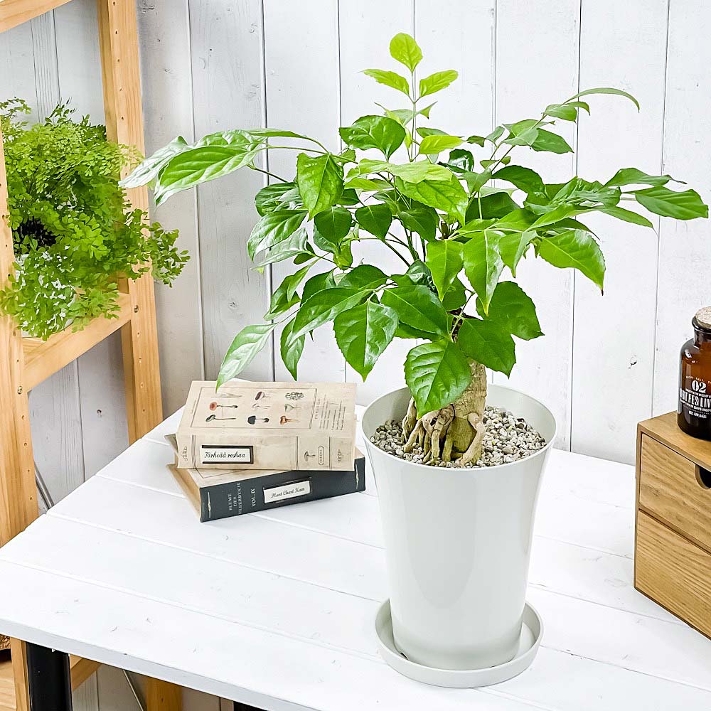 PLANCHU 観葉植物 ヘテロパナックス フラグランス 6号鉢 受け皿付き 育て方説明書付き Heteropanax fragrans