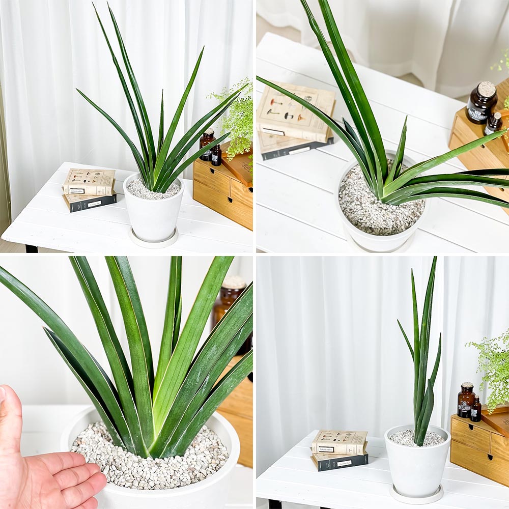 PLANCHU 観葉植物 サンセベリア カタナ 7号樹脂鉢 ホワイト サスティー付き 受け皿付き 育て方説明書付き Sansevieria ‘Katana’ サンスベリア