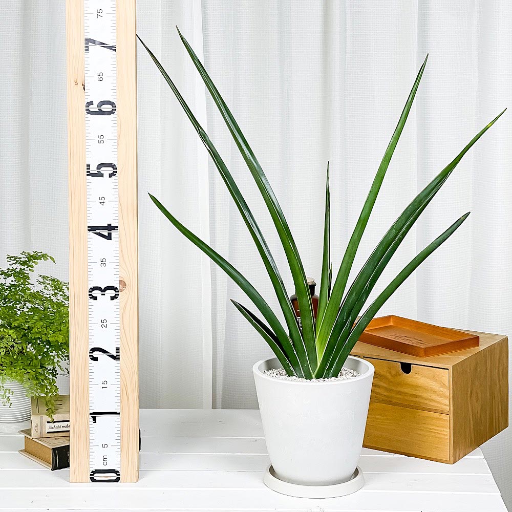 PLANCHU 観葉植物 サンセベリア カタナ 7号樹脂鉢 ホワイト サスティー付き 受け皿付き 育て方説明書付き Sansevieria ‘Katana’ サンスベリア