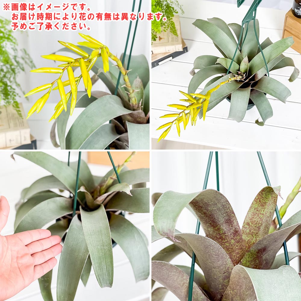 PLANCHU 観葉植物 フリーセア サウンデルシー 5号吊り鉢 育て方説明書付き Vriesea saundersii ブロメリア タンクブロメリア