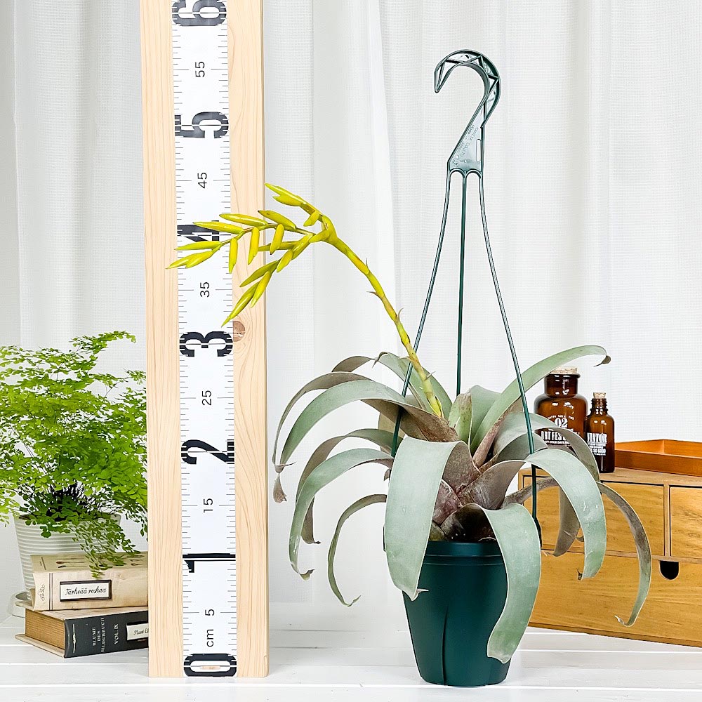 PLANCHU 観葉植物 フリーセア サウンデルシー 5号吊り鉢 育て方説明書付き Vriesea saundersii ブロメリア タンクブロメリア