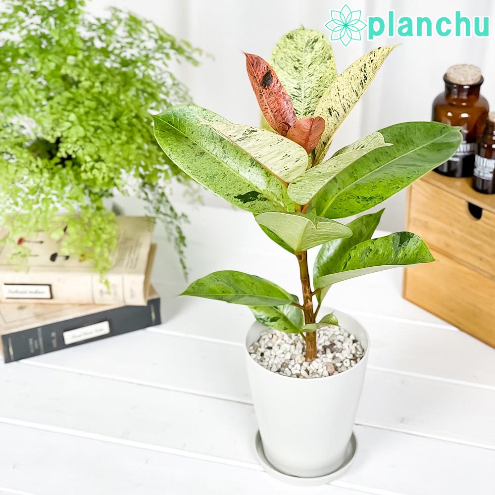 PLANCHU 観葉植物 フィカス ジン 4号鉢 受け皿付き 育て方説明書付き Ficus elastica ‘Gin’ 斑入り