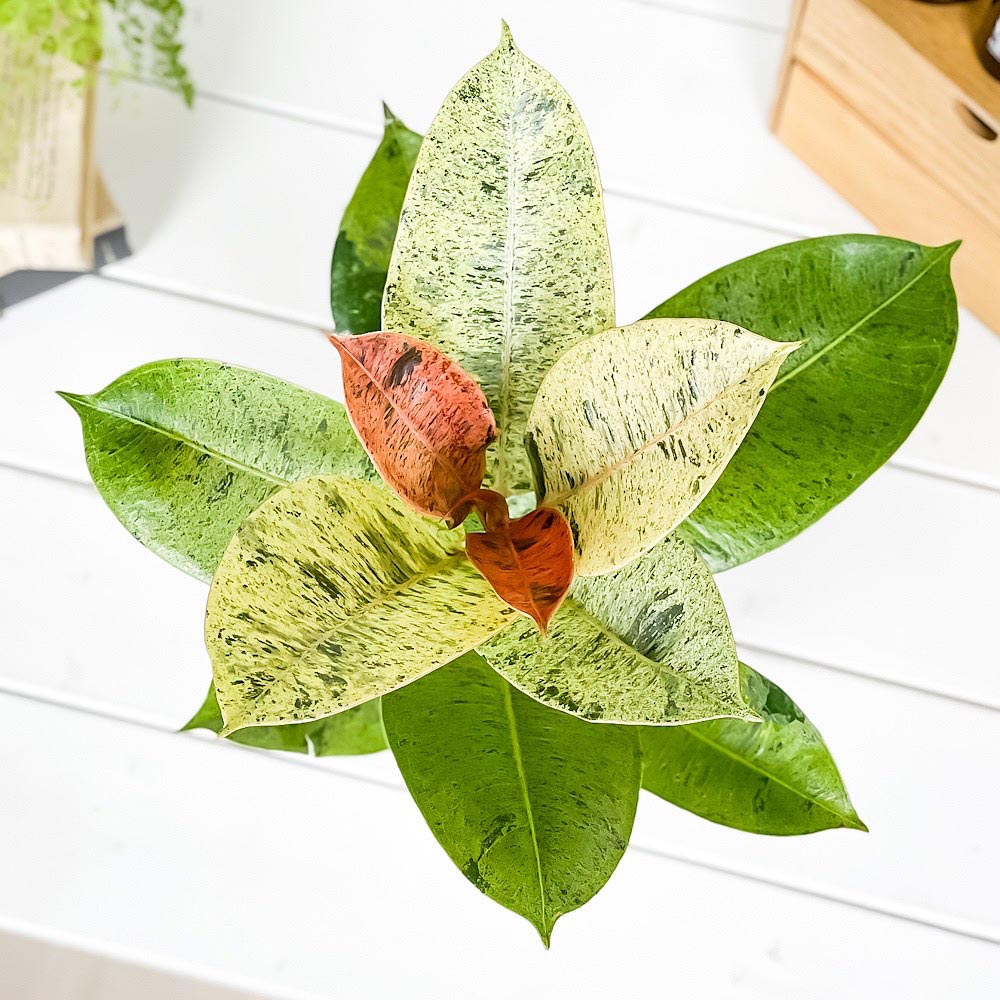 PLANCHU 観葉植物 フィカス ジン 4号鉢 受け皿付き 育て方説明書付き Ficus elastica ‘Gin’ 斑入り