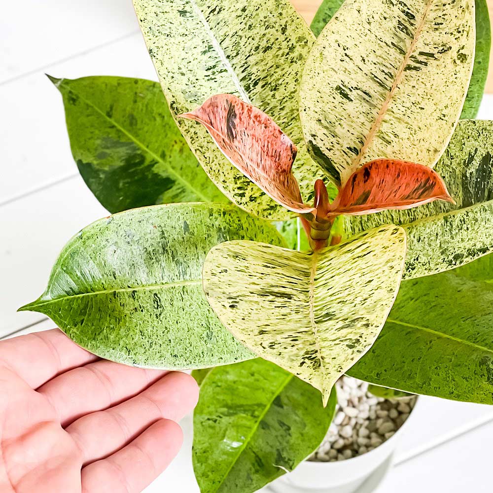 PLANCHU 観葉植物 フィカス ジン 4号鉢 受け皿付き 育て方説明書付き Ficus elastica ‘Gin’ 斑入り