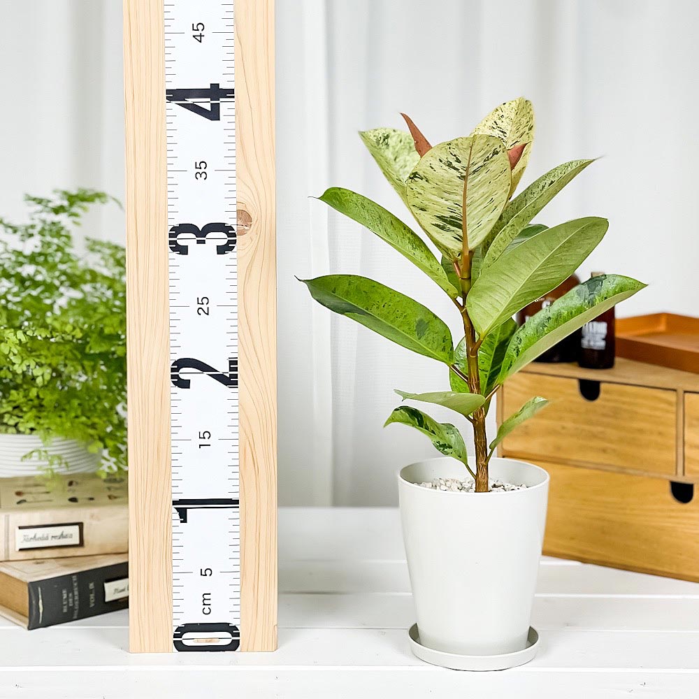 PLANCHU 観葉植物 フィカス ジン 4号鉢 受け皿付き 育て方説明書付き Ficus elastica ‘Gin’ 斑入り