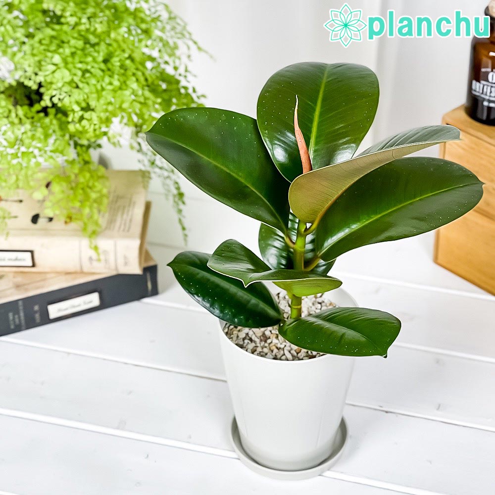 PLANCHU 観葉植物 フィカス ソフィア 4号鉢 受け皿付き 育て方説明書付き Ficus elastica ‘Sofia’ ゴムノキ ゴムの木 インドゴムノキ