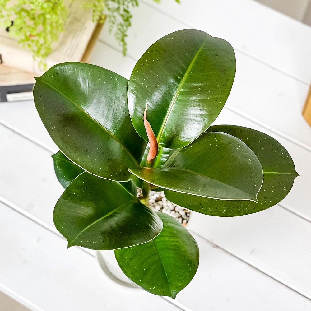 PLANCHU 観葉植物 フィカス ソフィア 4号鉢 受け皿付き 育て方説明書付き Ficus elastica ‘Sofia’ ゴムノキ ゴムの木 インドゴムノキ