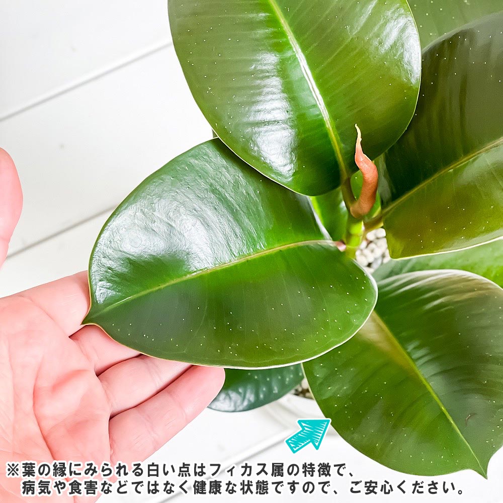 PLANCHU 観葉植物 フィカス ソフィア 4号鉢 受け皿付き 育て方説明書付き Ficus elastica ‘Sofia’ ゴムノキ ゴムの木 インドゴムノキ