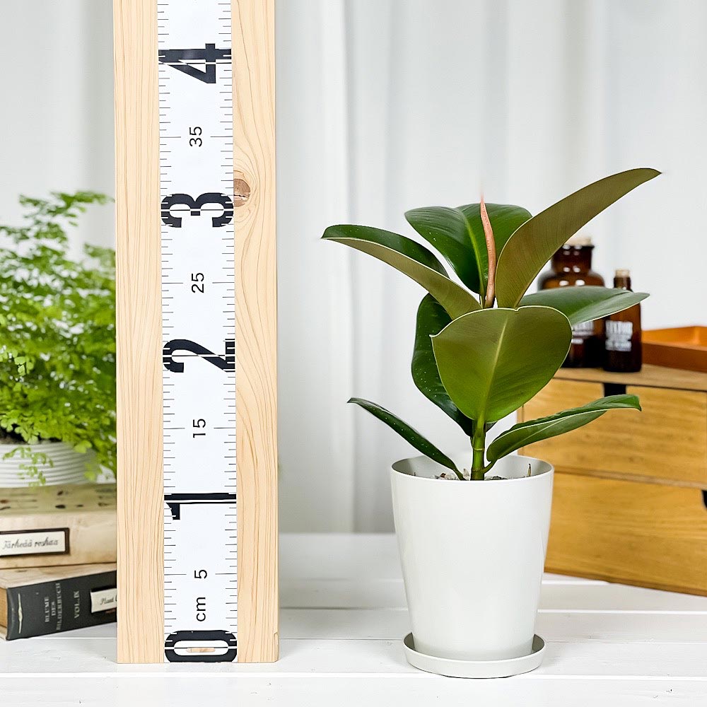 PLANCHU 観葉植物 フィカス ソフィア 4号鉢 受け皿付き 育て方説明書付き Ficus elastica ‘Sofia’ ゴムノキ ゴムの木 インドゴムノキ