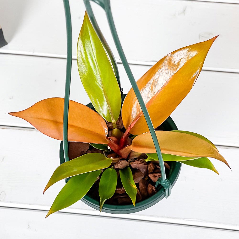 PLANCHU 観葉植物 フィロデンドロン プリンスオブオレンジ 4号吊り鉢 育て方説明書付き Philodendron ‘Prince Of Orange’ アロイド