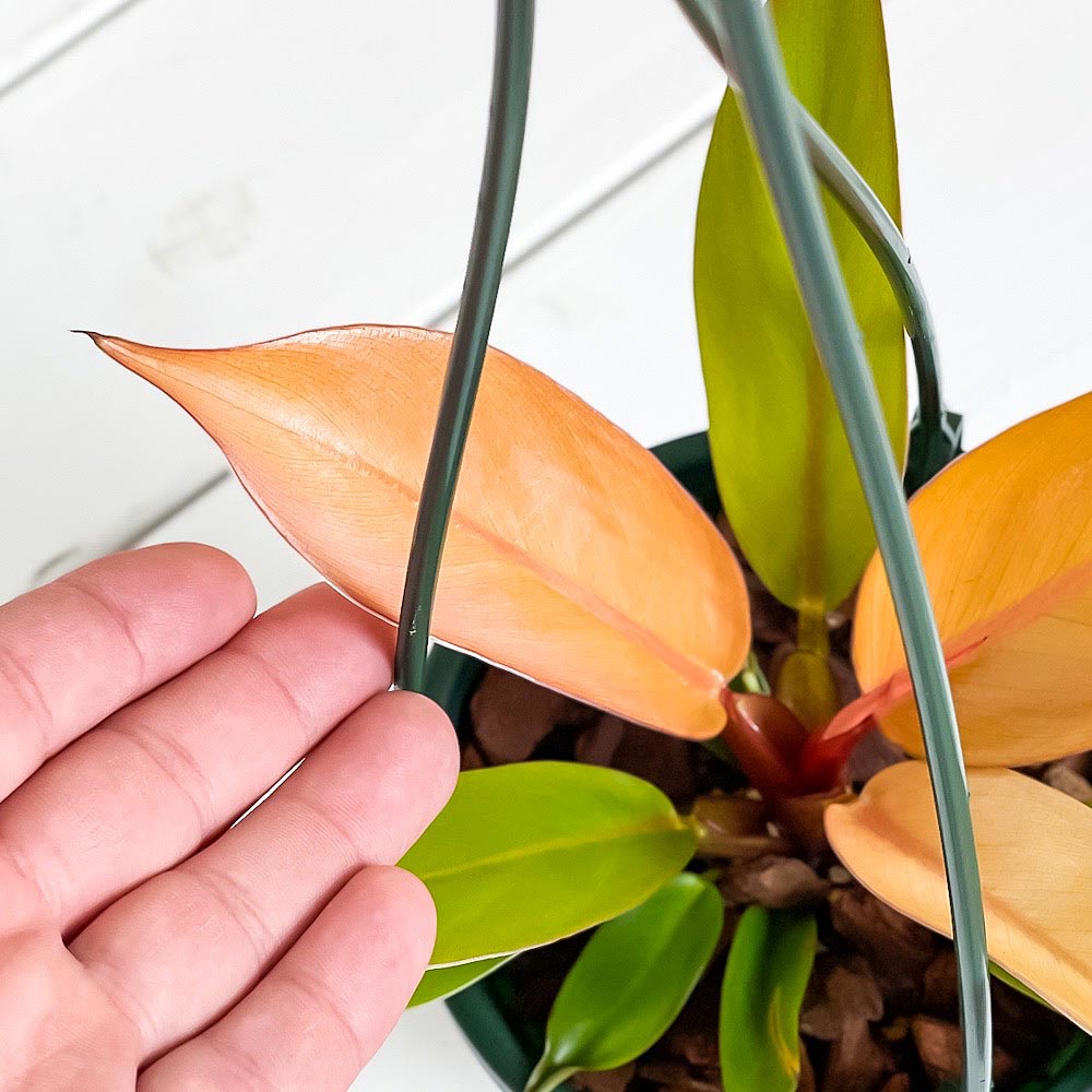 PLANCHU 観葉植物 フィロデンドロン プリンスオブオレンジ 4号吊り鉢 育て方説明書付き Philodendron ‘Prince Of Orange’ アロイド