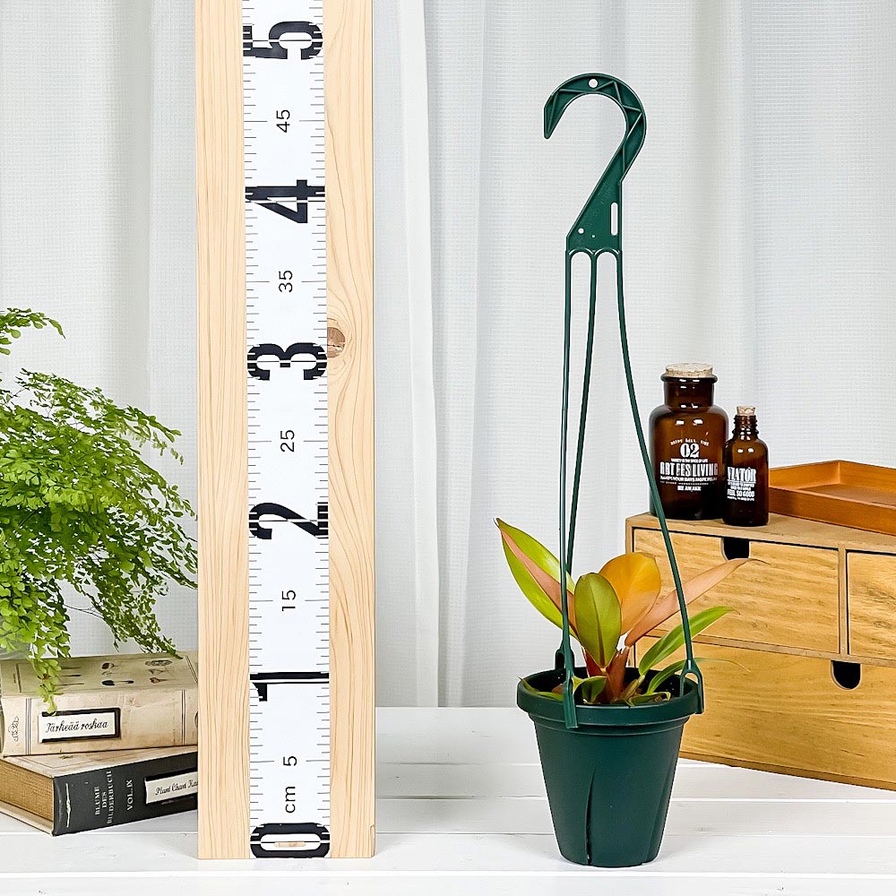 PLANCHU 観葉植物 フィロデンドロン プリンスオブオレンジ 4号吊り鉢 育て方説明書付き Philodendron ‘Prince Of Orange’ アロイド