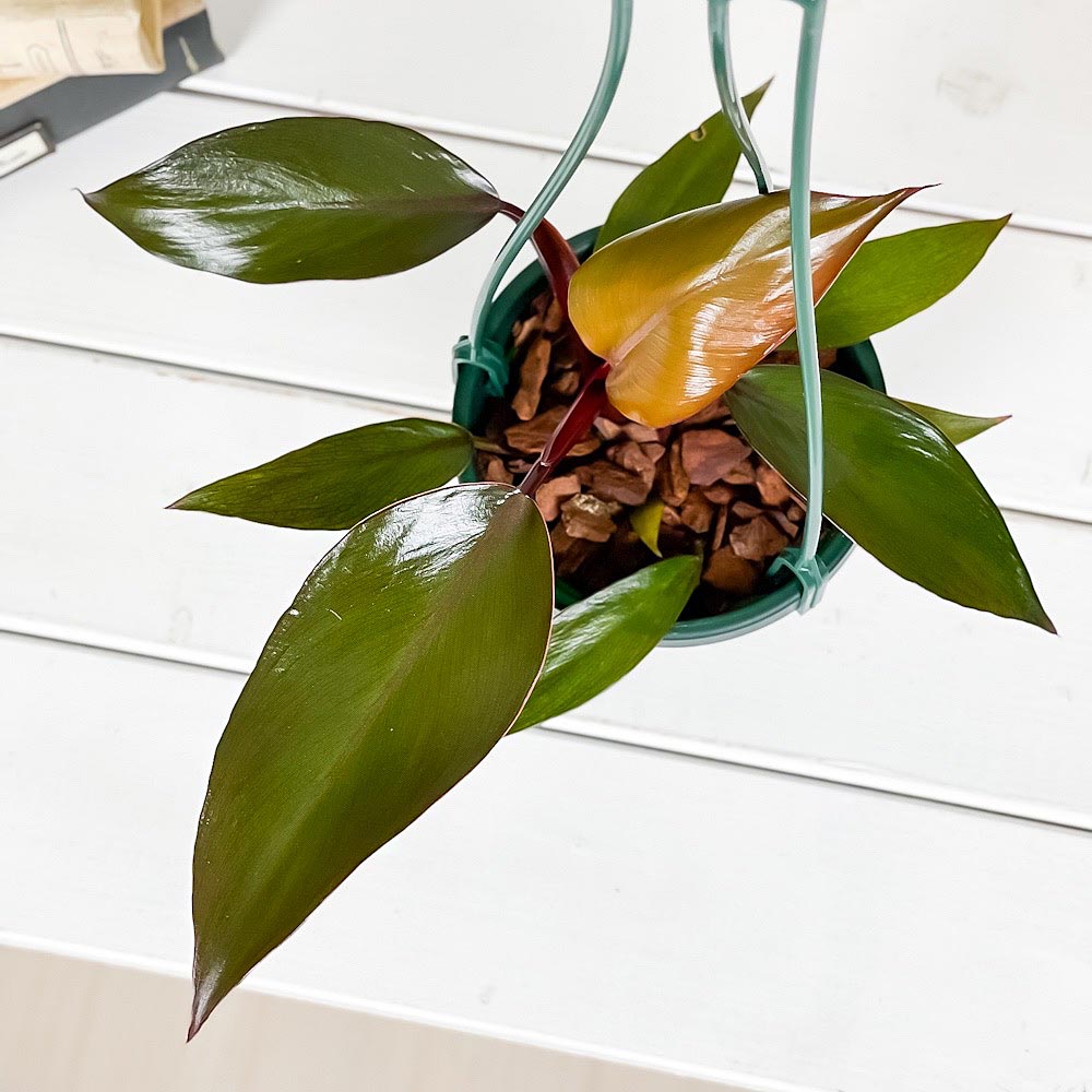PLANCHU 観葉植物 フィロデンドロン ニューレッド 4号吊り鉢 育て方説明書付き Philodendron ‘New Red’ アロイド
