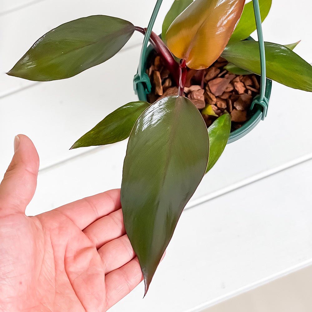 PLANCHU 観葉植物 フィロデンドロン ニューレッド 4号吊り鉢 育て方説明書付き Philodendron ‘New Red’ アロイド