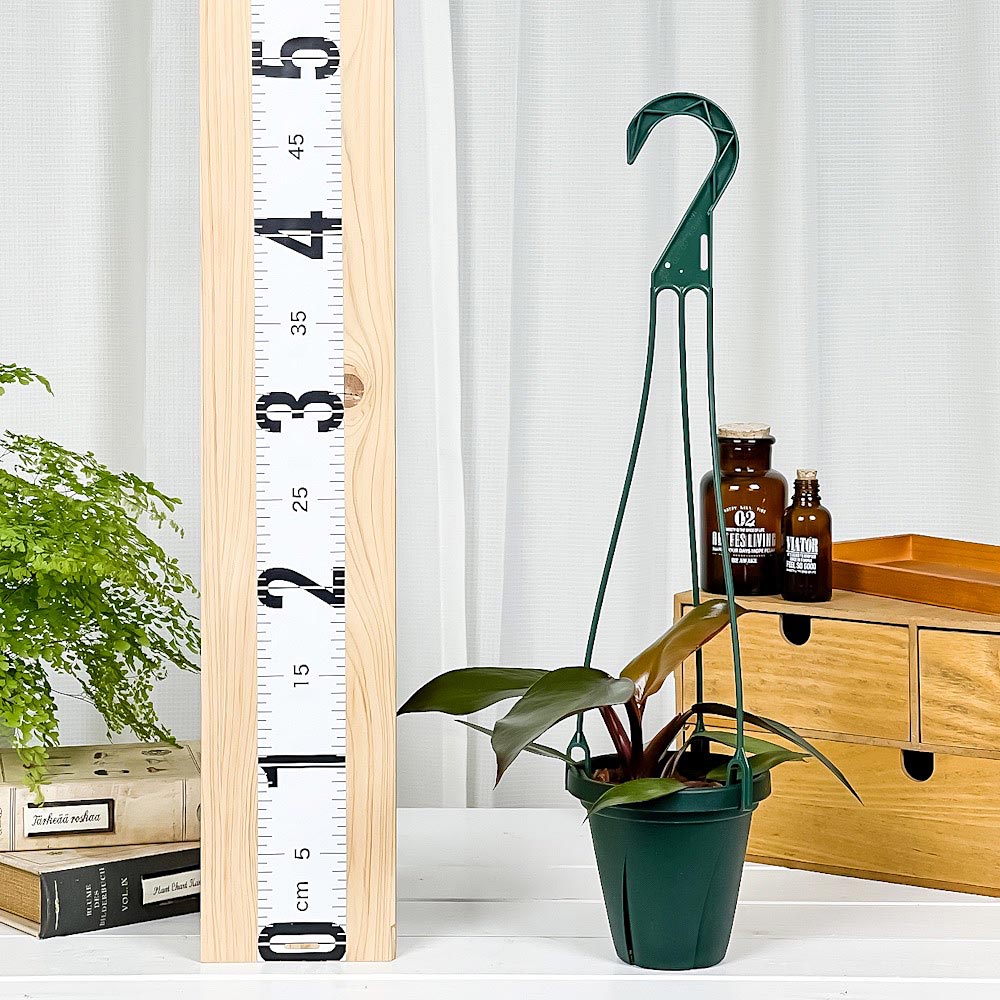 PLANCHU 観葉植物 フィロデンドロン ニューレッド 4号吊り鉢 育て方説明書付き Philodendron ‘New Red’ アロイド