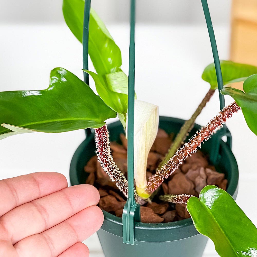 PLANCHU 観葉植物 フィロデンドロン スクアミフェルム 4号吊り鉢 育て方説明書付き Philodendron squamiferum アロイド