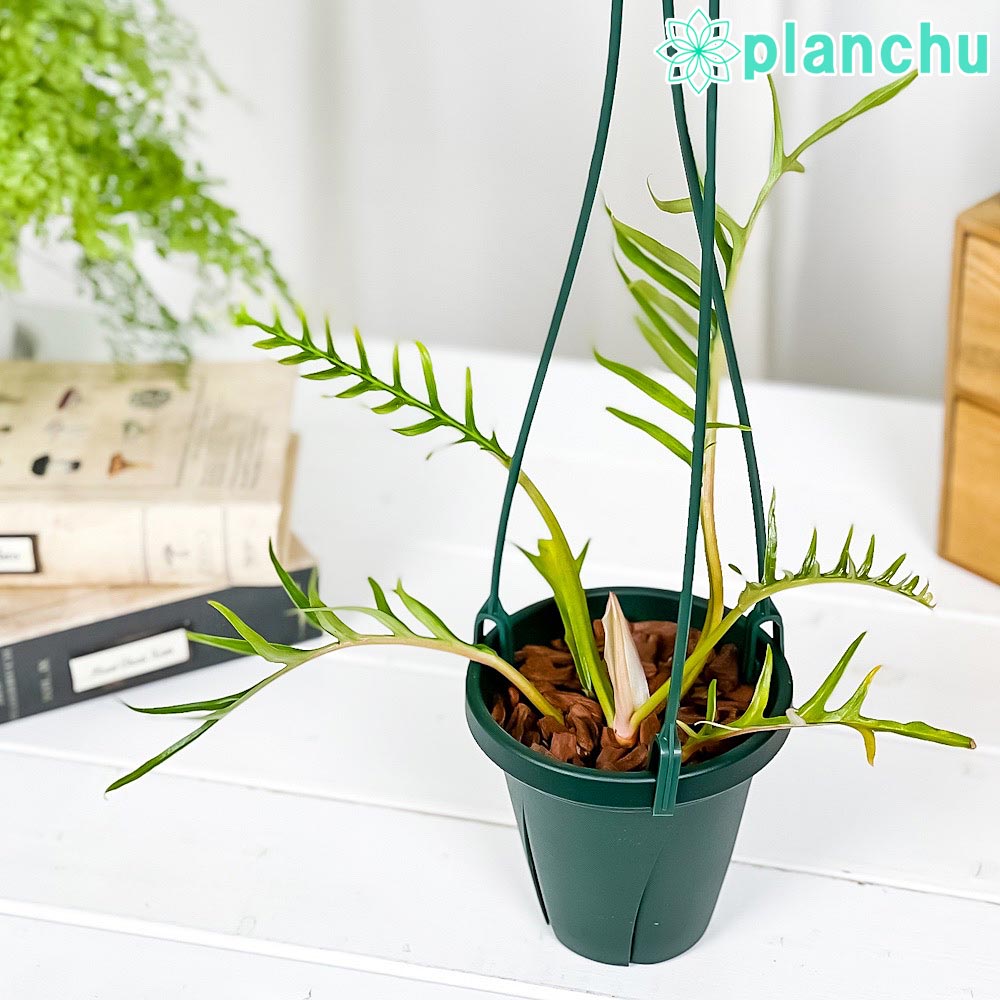 PLANCHU 観葉植物 フィロデンドロン トータム 4号吊り鉢 育て方説明書付き Philodendron tortum アロイド