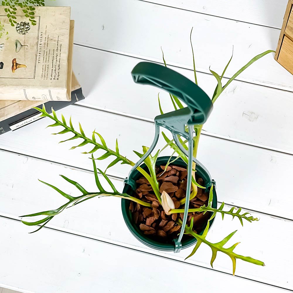 PLANCHU 観葉植物 フィロデンドロン トータム 4号吊り鉢 育て方説明書付き Philodendron tortum アロイド