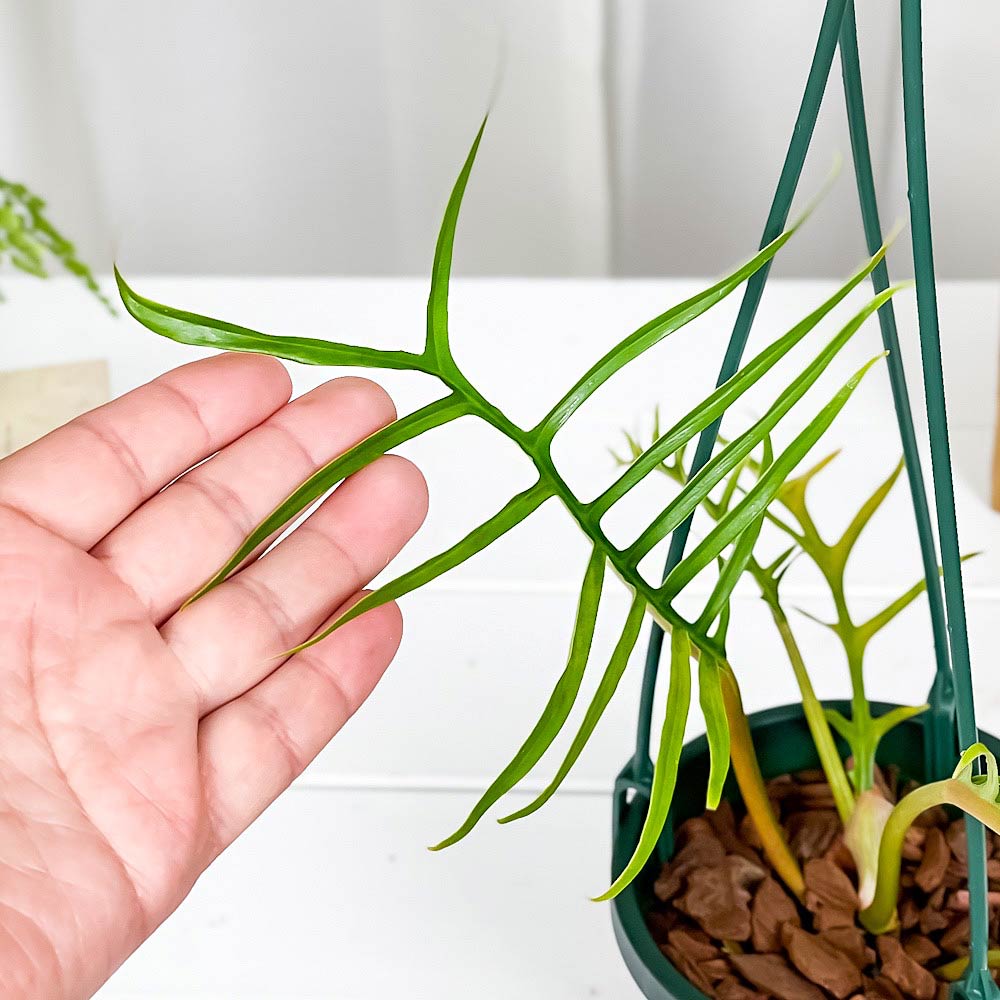 PLANCHU 観葉植物 フィロデンドロン トータム 4号吊り鉢 育て方説明書付き Philodendron tortum アロイド