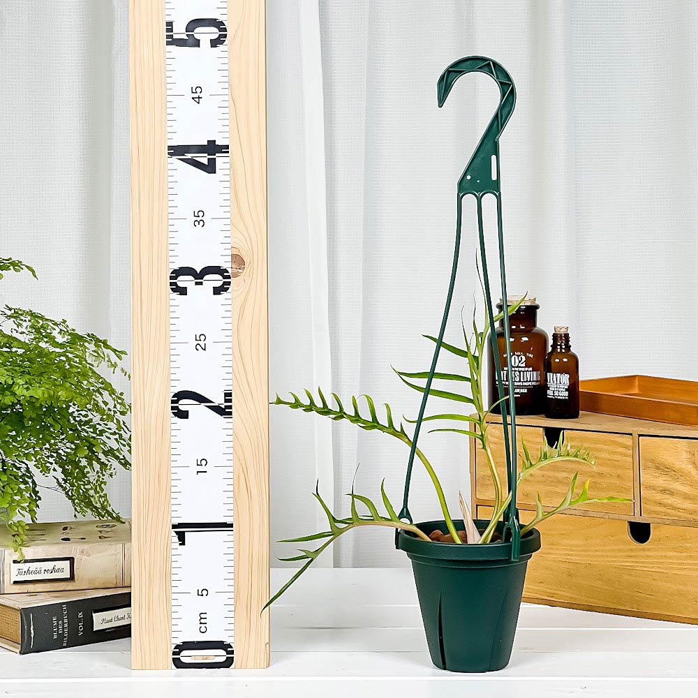 PLANCHU 観葉植物 フィロデンドロン トータム 4号吊り鉢 育て方説明書付き Philodendron tortum アロイド