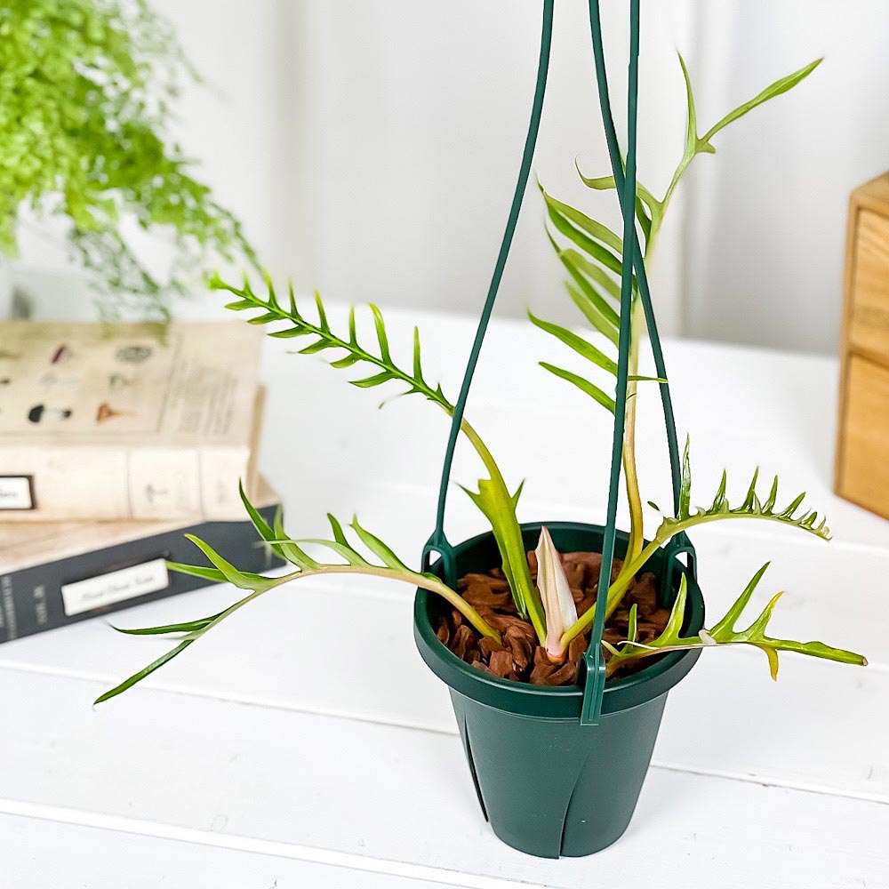 PLANCHU 観葉植物 フィロデンドロン トータム 4号吊り鉢 育て方説明書付き Philodendron tortum アロイド