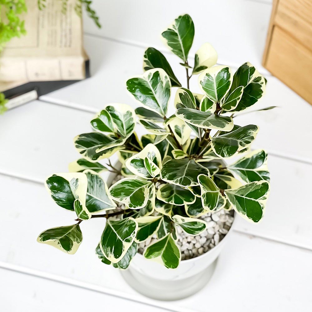 PLANCHU 観葉植物 フィカス トライアンギュラリス バリエガータ 4号鉢 受け皿付き 育て方説明書付き Ficus triangularis ‘Variegata’ ハートの木 ハートボダイジュ