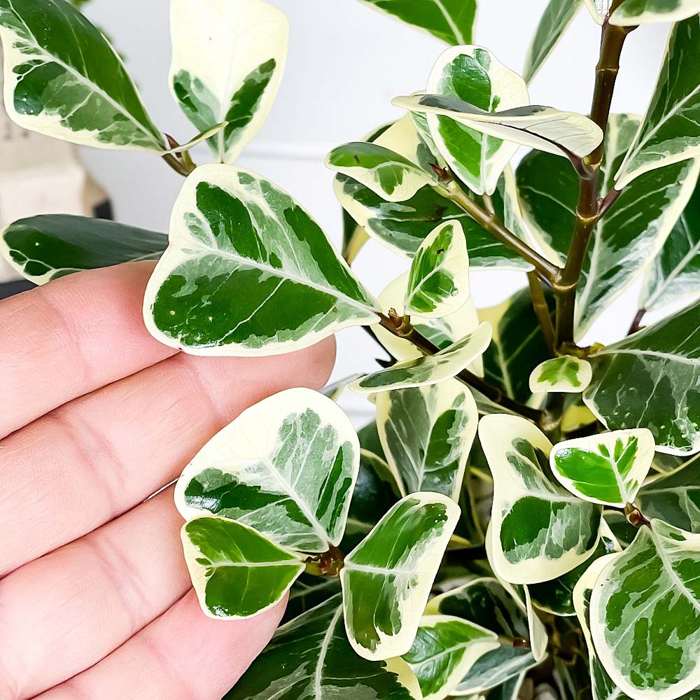 PLANCHU 観葉植物 フィカス トライアンギュラリス バリエガータ 4号鉢 受け皿付き 育て方説明書付き Ficus triangularis ‘Variegata’ ハートの木 ハートボダイジュ