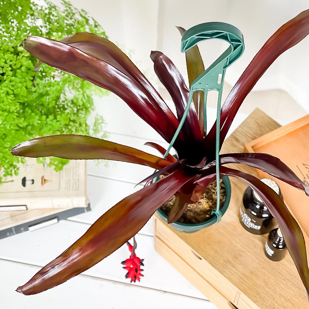 PLANCHU 観葉植物 エクメア フォスターズフェイバリット 4号吊り鉢 育て方説明書付き Aechmea ‘Foster's Favorite’ ブロメリア タンクブロメリア