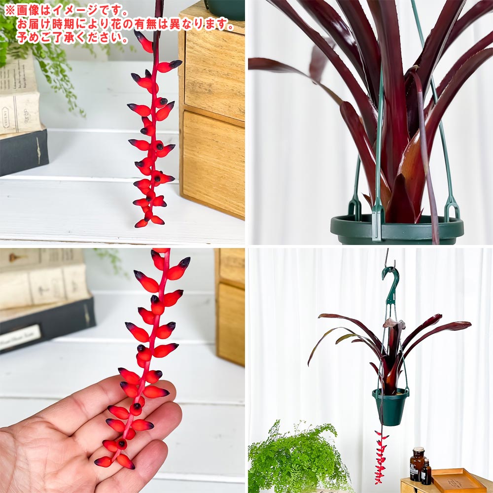 PLANCHU 観葉植物 エクメア フォスターズフェイバリット 4号吊り鉢 育て方説明書付き Aechmea ‘Foster's Favorite’ ブロメリア タンクブロメリア