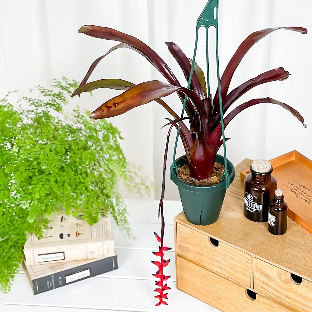 PLANCHU 観葉植物 エクメア フォスターズフェイバリット 4号吊り鉢 育て方説明書付き Aechmea ‘Foster's Favorite’ ブロメリア タンクブロメリア