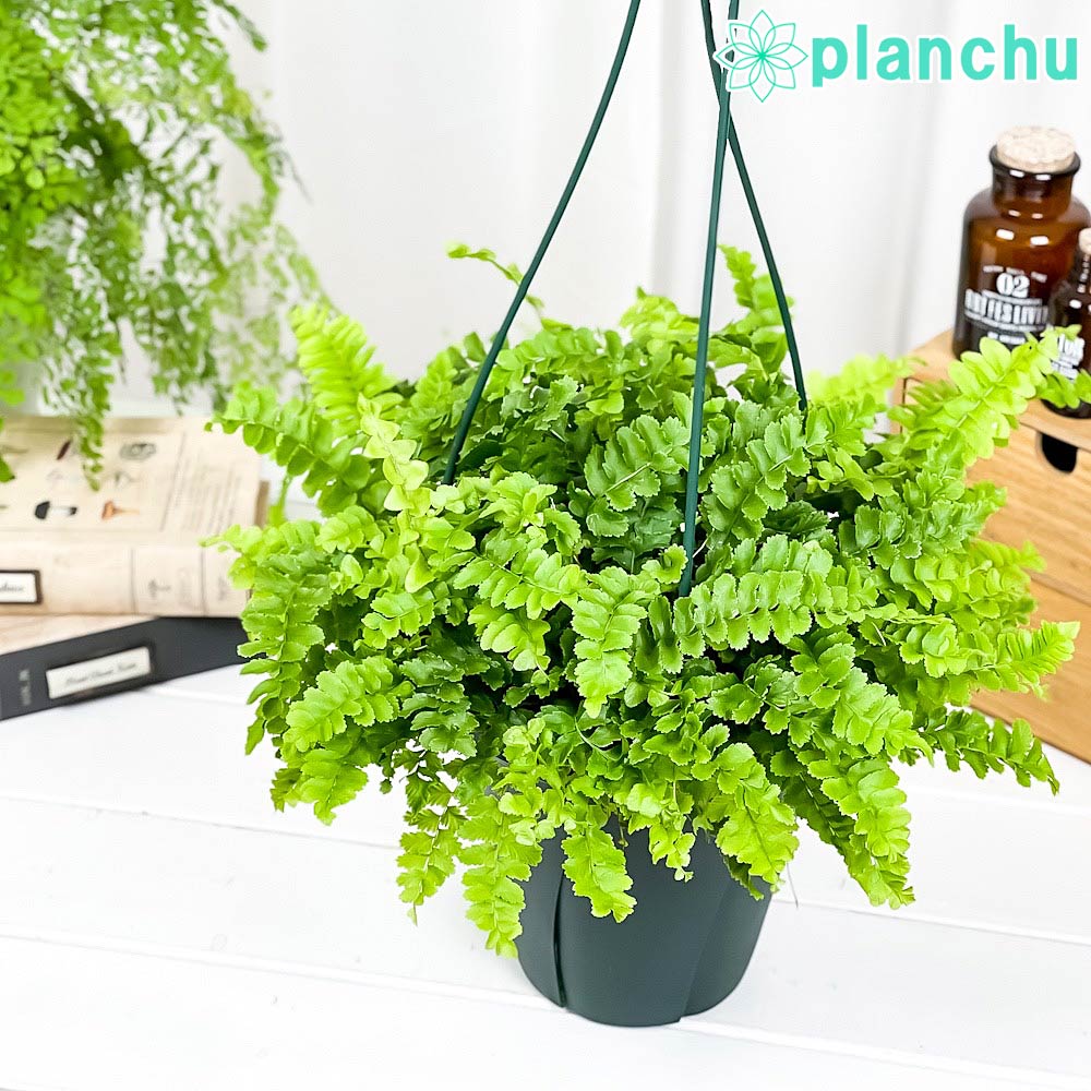 PLANCHU 観葉植物 ネフロレピス ポンポン 6号吊り鉢 育て方説明書付き Nephrolepis exaltata ‘Pom Pom’ ボストンファーン ボストンファン シダ植物