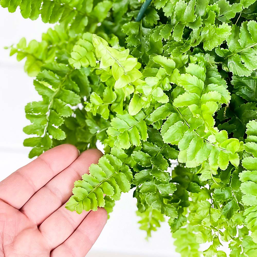 PLANCHU 観葉植物 ネフロレピス ポンポン 6号吊り鉢 育て方説明書付き Nephrolepis exaltata ‘Pom Pom’ ボストンファーン ボストンファン シダ植物