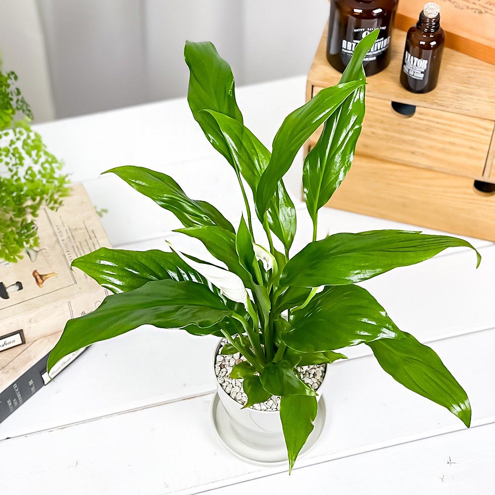 PLANCHU 観葉植物 スパティフィラム 3.5号鉢 受け皿付き 育て方説明書付き Spathiphyllum アロイド