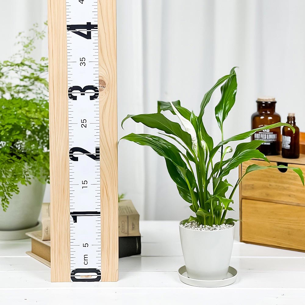 PLANCHU 観葉植物 スパティフィラム 3.5号鉢 受け皿付き 育て方説明書付き Spathiphyllum アロイド