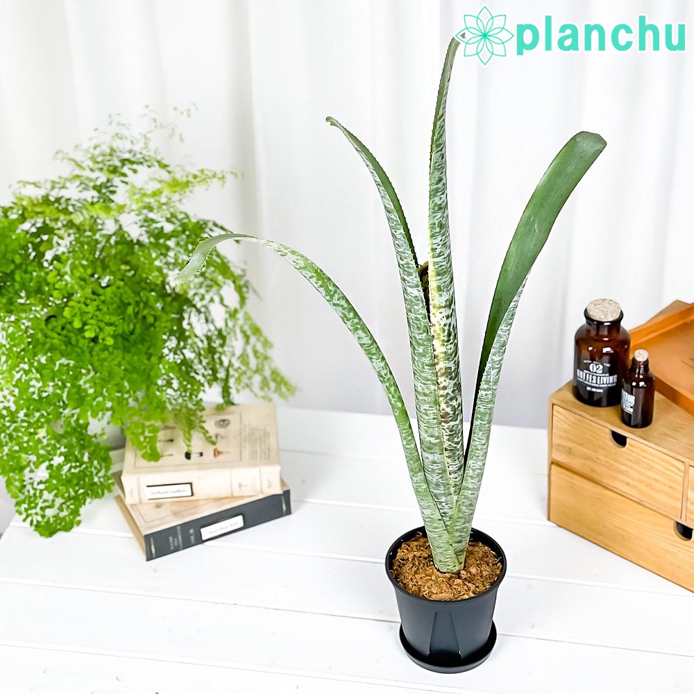 ケスネリア ラファエル オリヴェイラ 速達便 抜き苗 タンクブロメリア 観葉植物 ケスネリア ラファエル オリヴェイラ② 抜き苗 タンクブロメリア 観葉